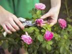 Обрізка садових троянд: коли як правильно обрізати кущі?