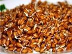 Які органи лікує пророщена пшениця