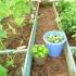 Спільні посадки овочів: які культури можна садити в одній теплиці?